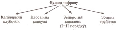 http://www.subject.com.ua/lesson/biology/9klas/9klas.files/image104.jpg